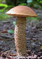 Leccinum insigne.